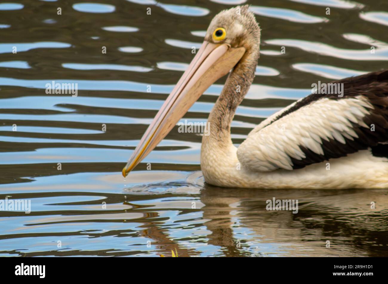 Australian Pelican, Pelecanus conspicillatus. Stock Photo