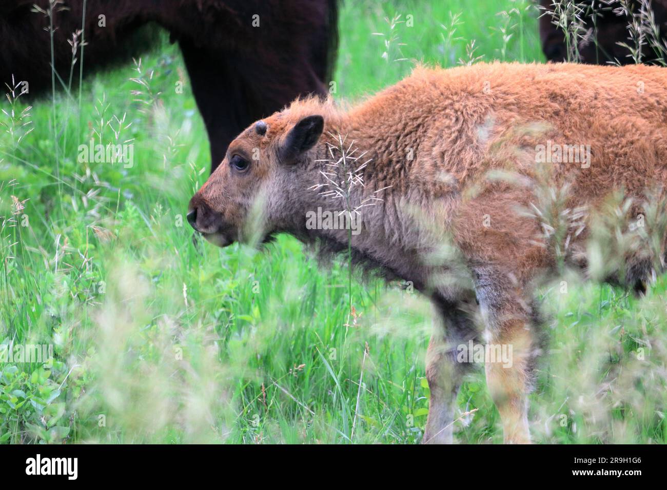 Baby bison hires stock photography and images Alamy