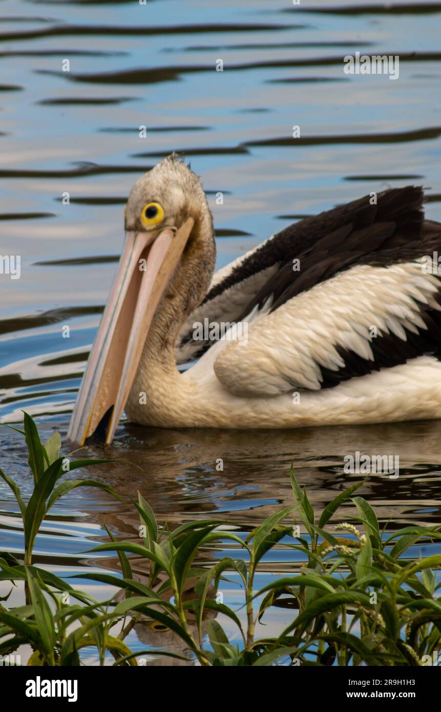 Australian Pelican, Pelecanus conspicillatus. Stock Photo