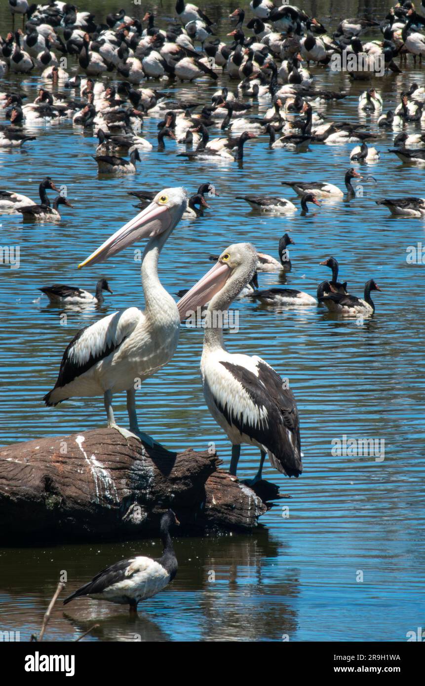 Australian Pelican, Pelecanus conspicillatus. Stock Photo