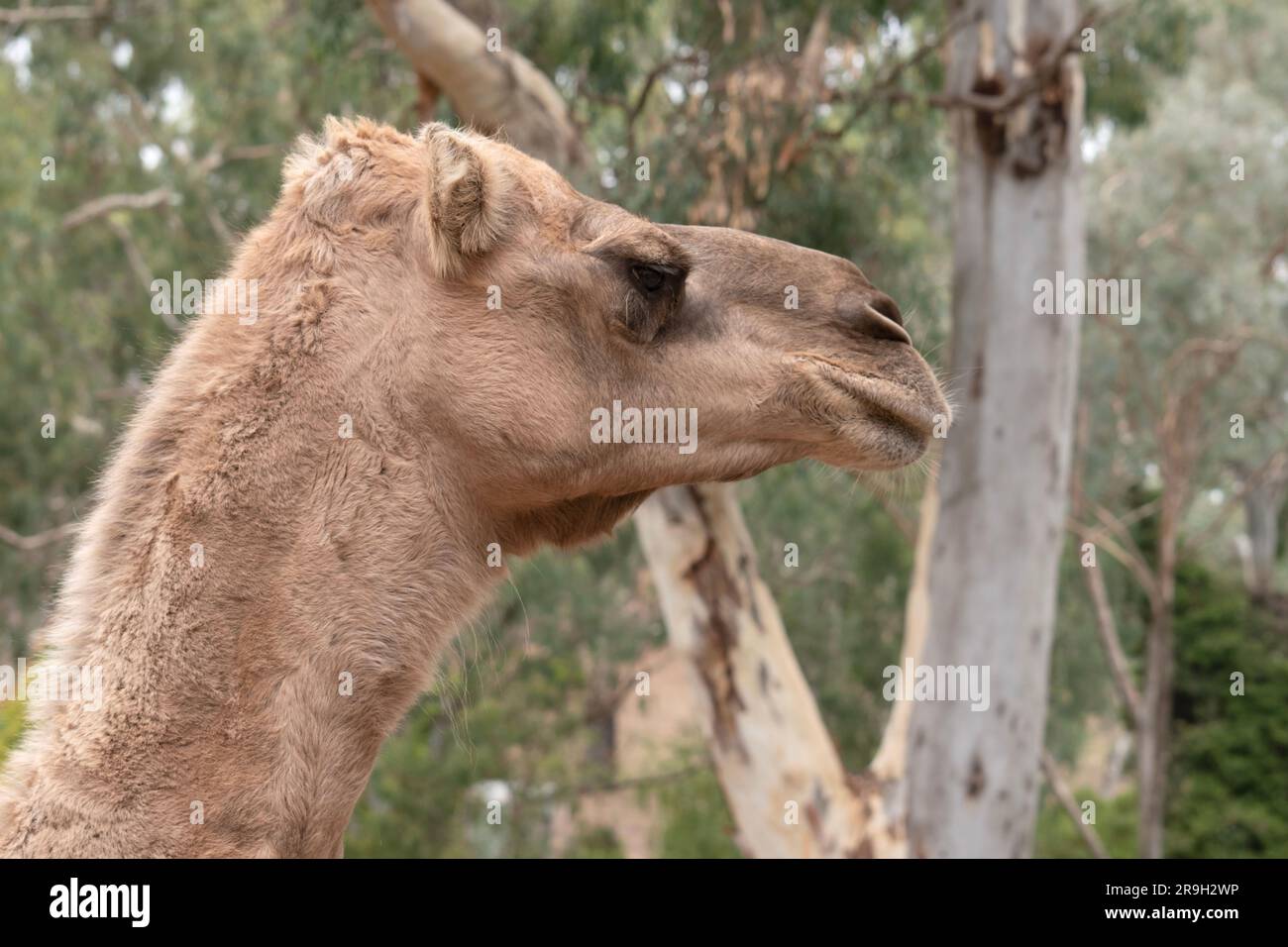 Camels are mammals with brown eyes, long lashes,  a big-lipped snout and a humped back. Stock Photo