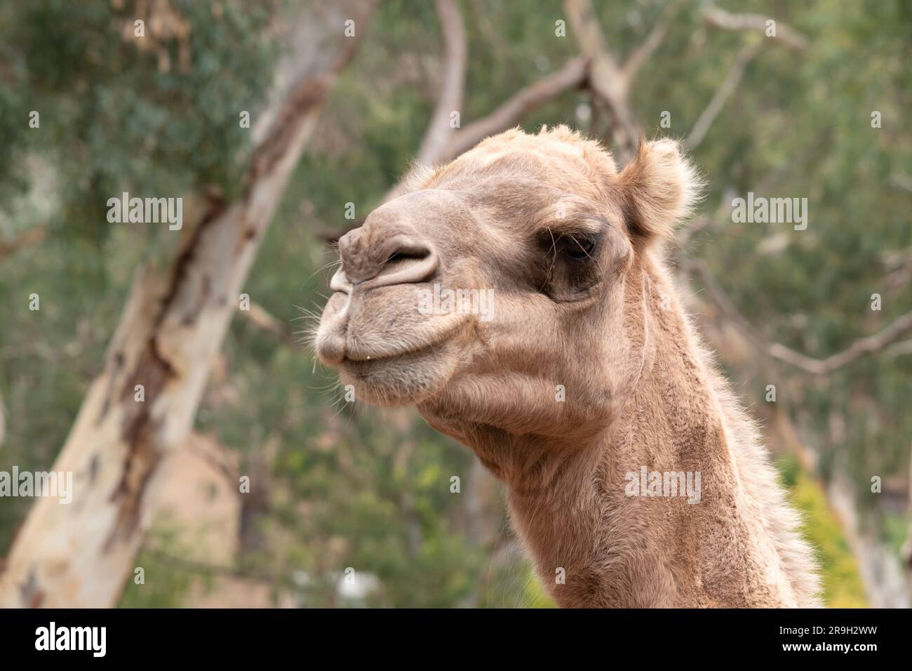 Camels are mammals with brown eyes, long lashes,  a big-lipped snout and a humped back. Stock Photo