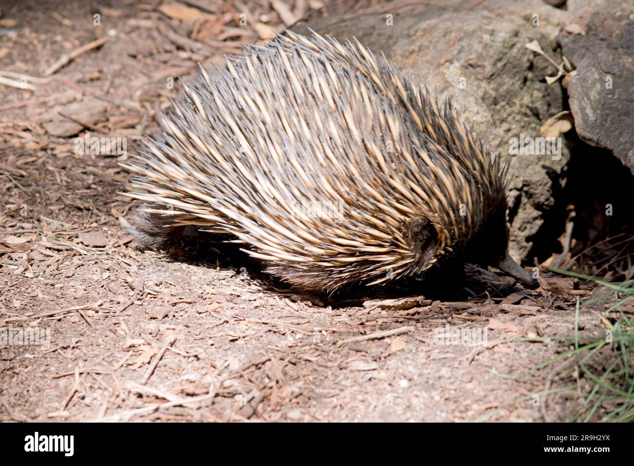 the short nosed has strong-clawed feet and spines on the upper part of ...