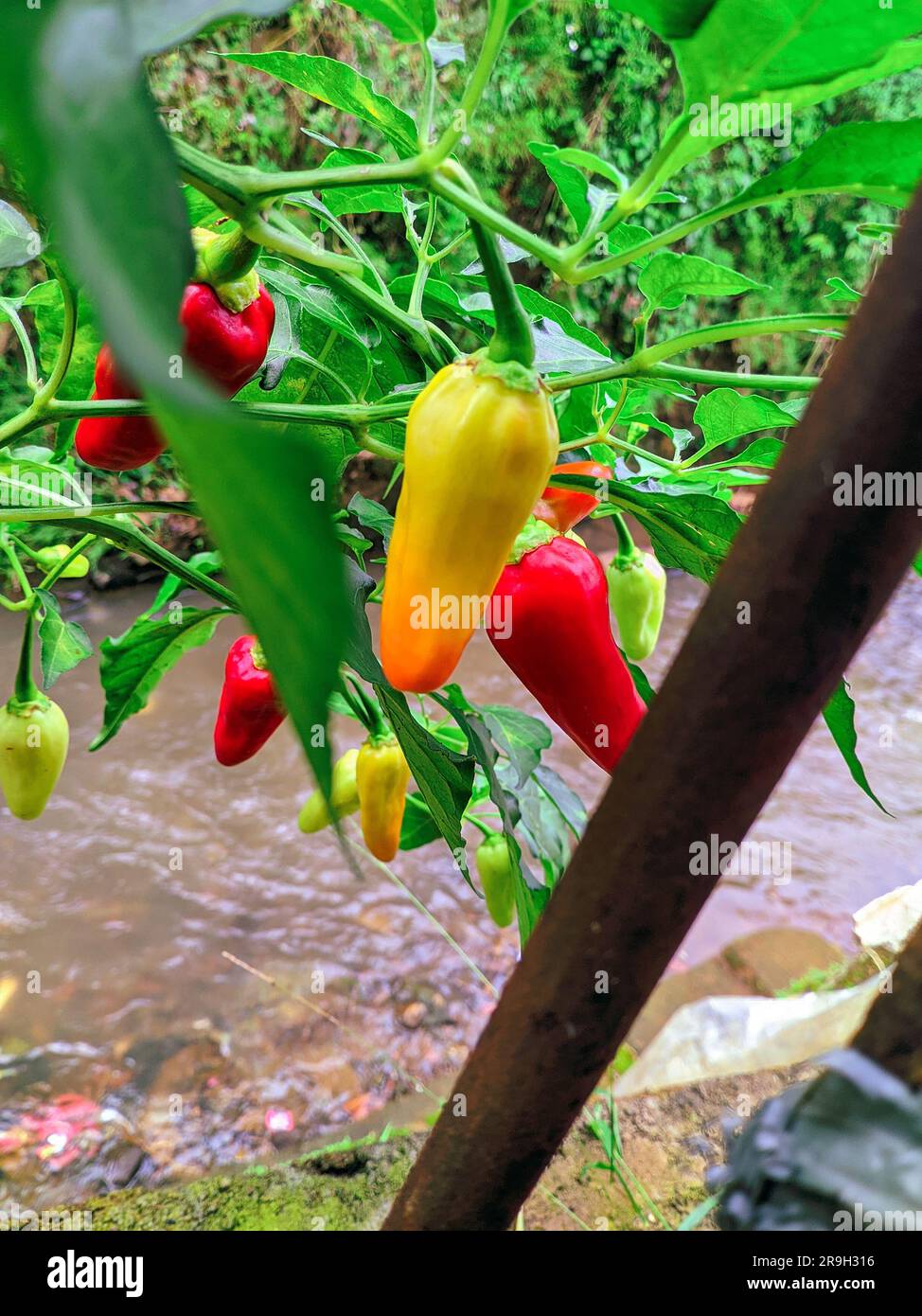 Cayenne pepper typical of tropical trees Stock Photo - Alamy
