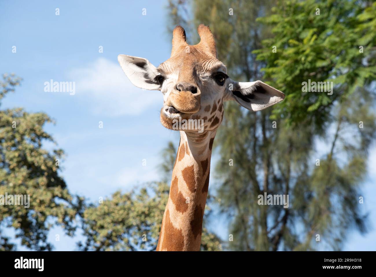 The giraffe is the tallest of all mammals. The legs and neck are extremely long. The giraffe has a short body, a tufted tail, a short mane, and short Stock Photo