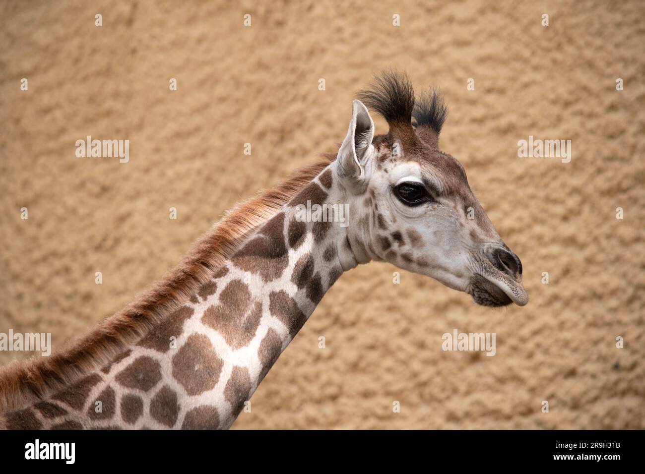 The giraffe is the tallest of all mammals. The legs and neck are extremely long. The giraffe has a short body, a tufted tail, a short mane, and short Stock Photo