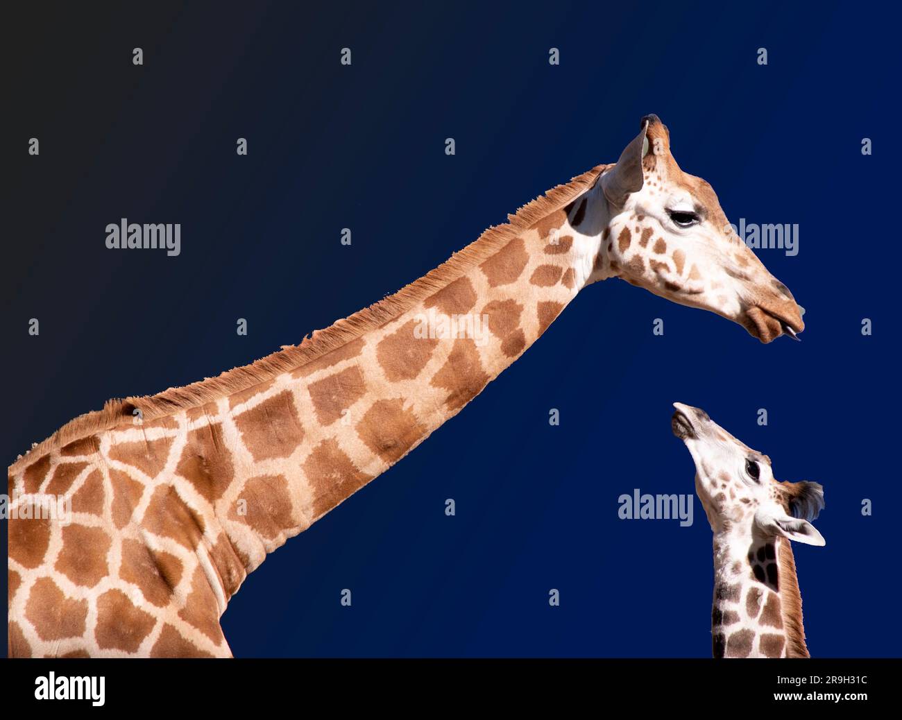 The giraffe is the tallest of all mammals. The legs and neck are