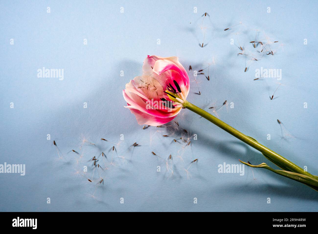 Tulips flowers on colored background in flat lay with copy space in top view Stock Photo