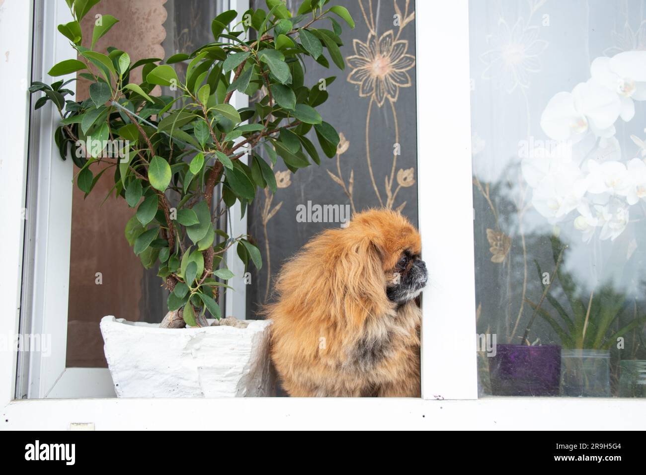 Pekingese dog sits in the window of an old apartment building near the flowers and looks out the window Stock Photo