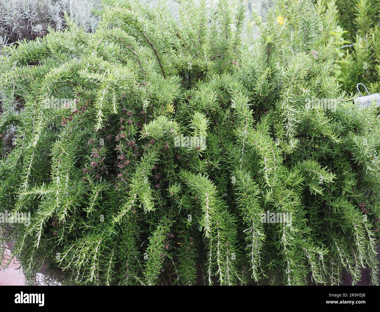 green rosemary plant scientific name Rosmarinus officinalis Stock Photo