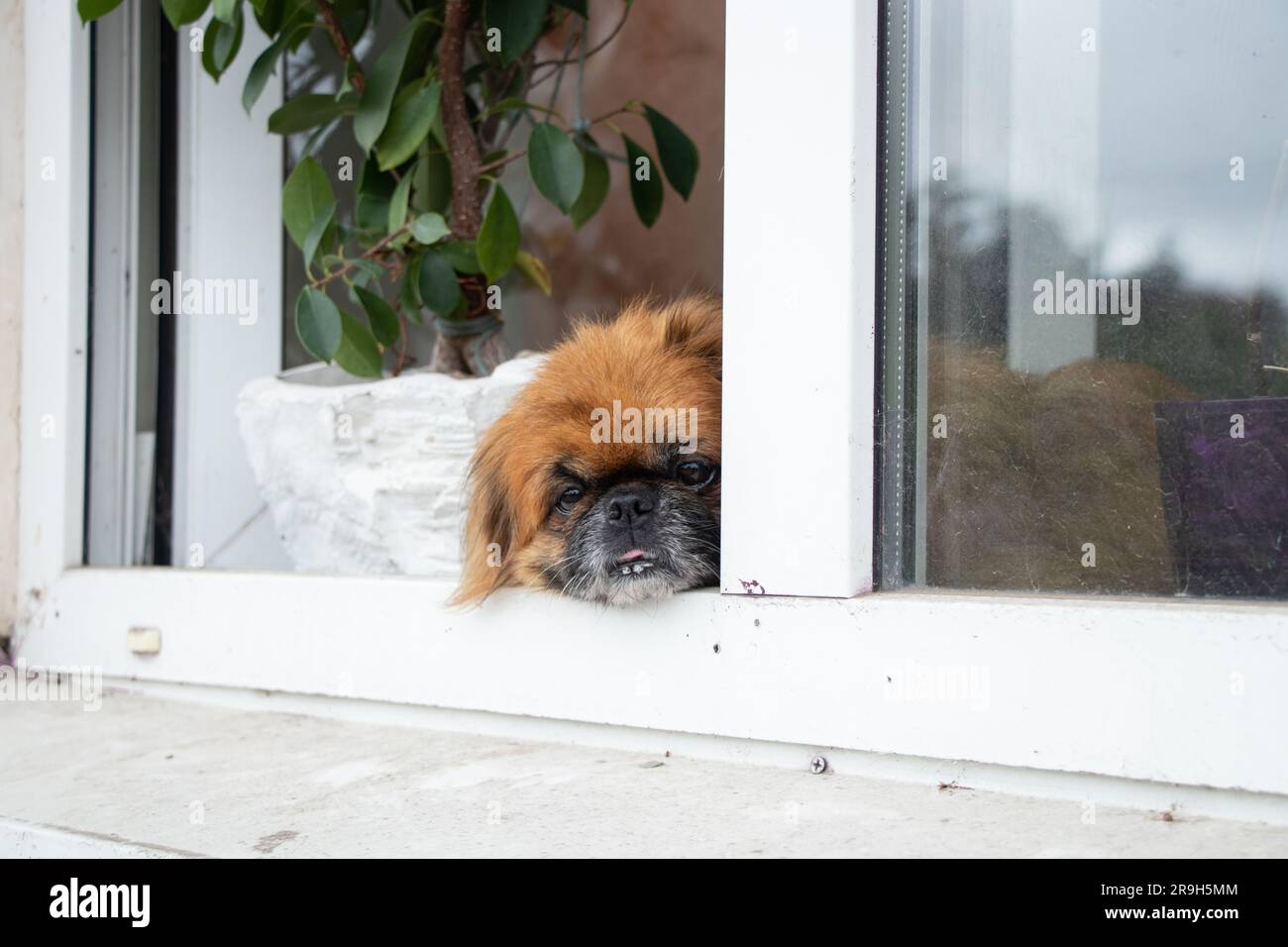 Pekingese dog sits in the window of an old apartment building near the flowers and looks out the window Stock Photo