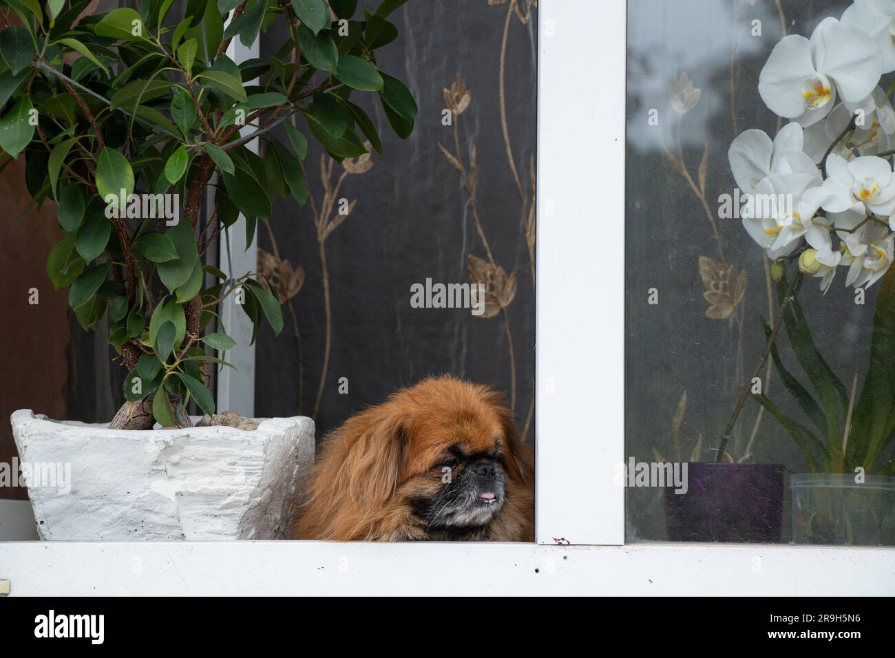Pekingese dog sits in the window of an old apartment building near the flowers and looks out the window Stock Photo