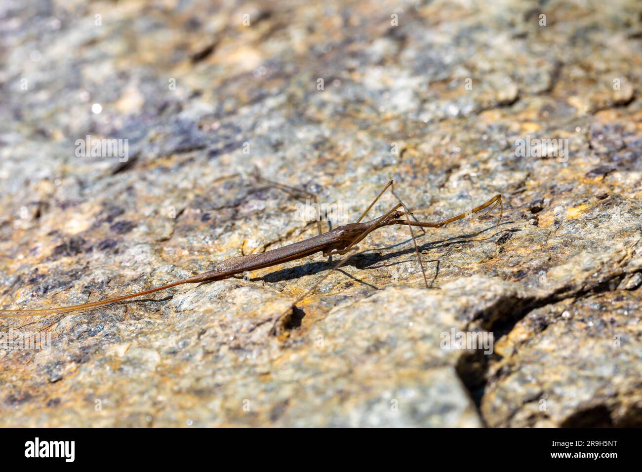 Water Stick Insect - Ranatra linearis is a species of aquatic bug in the Nepidae family. Czech Republic wildlife Stock Photo