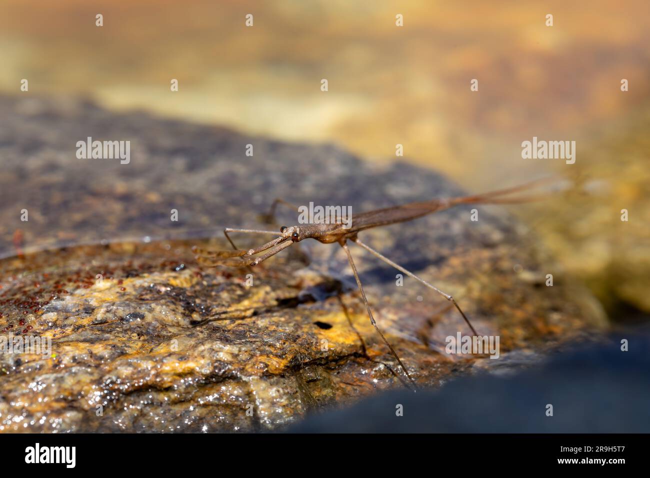 Water Stick Insect - Ranatra linearis is a species of aquatic bug in the Nepidae family. Czech Republic wildlife Stock Photo