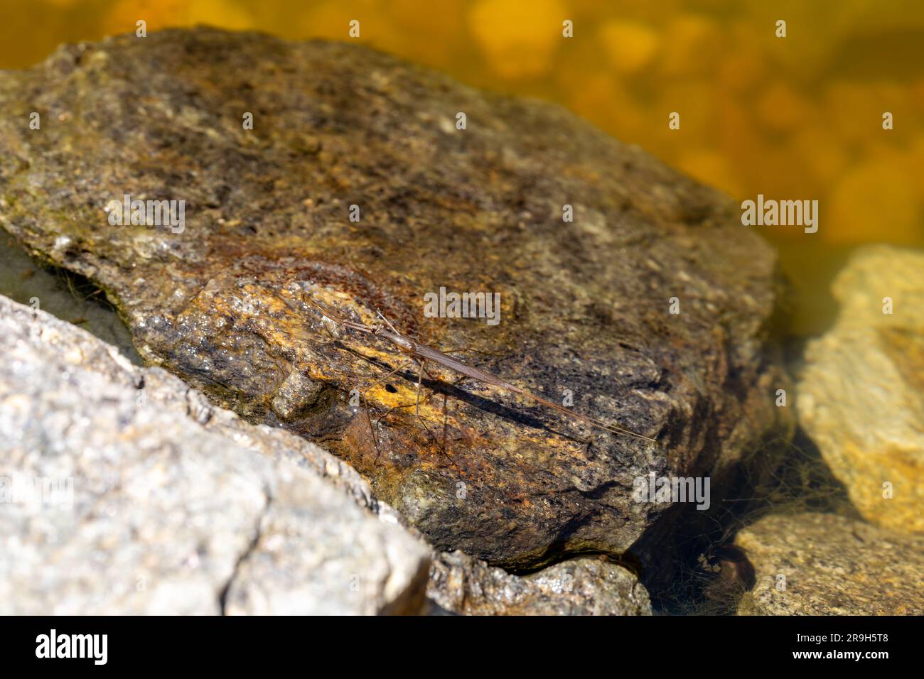 Water Stick Insect - Ranatra linearis is a species of aquatic bug in the Nepidae family. Czech Republic wildlife Stock Photo