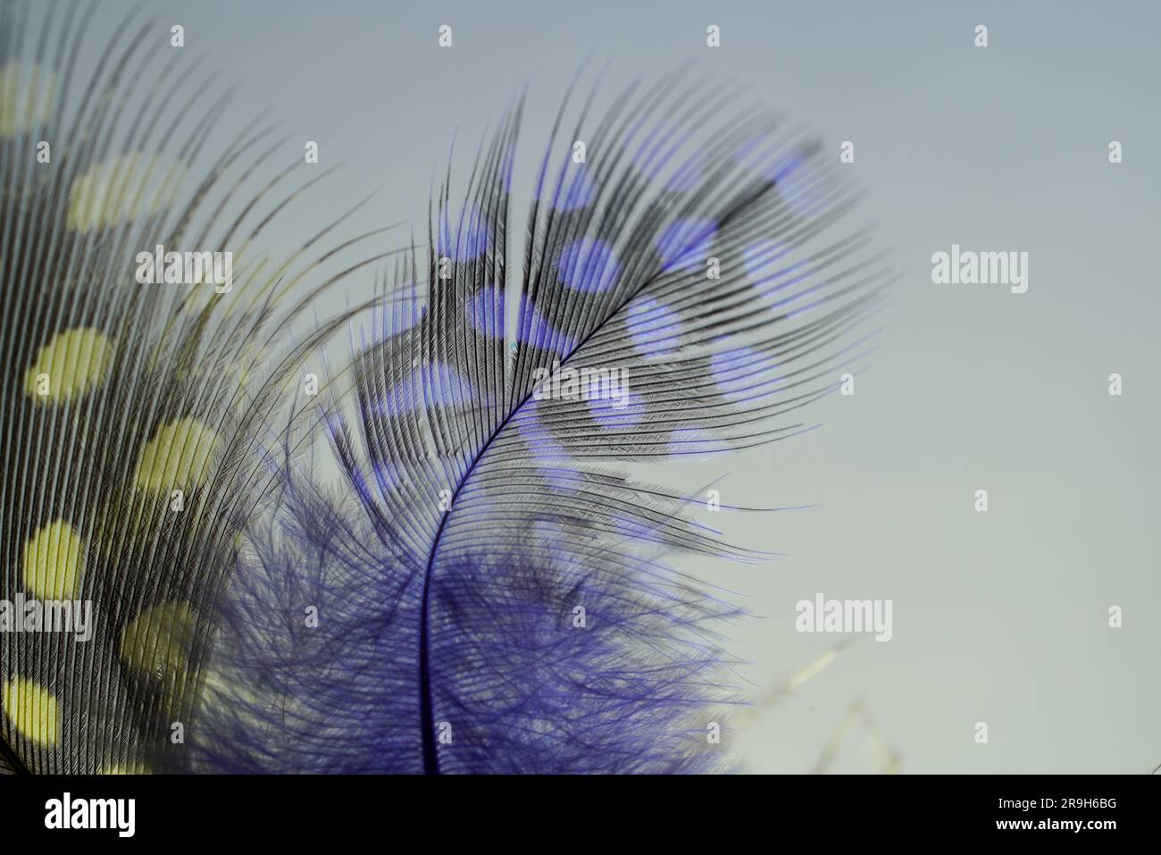 Bird feather as a background image with a lot of bright colors and ...