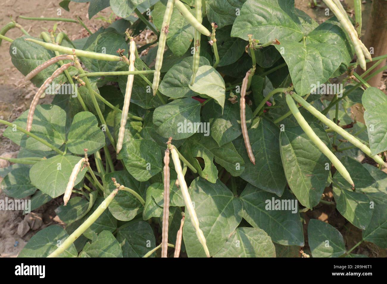 ripe cow pea bean on tree in farm for harvest are cash crops Stock