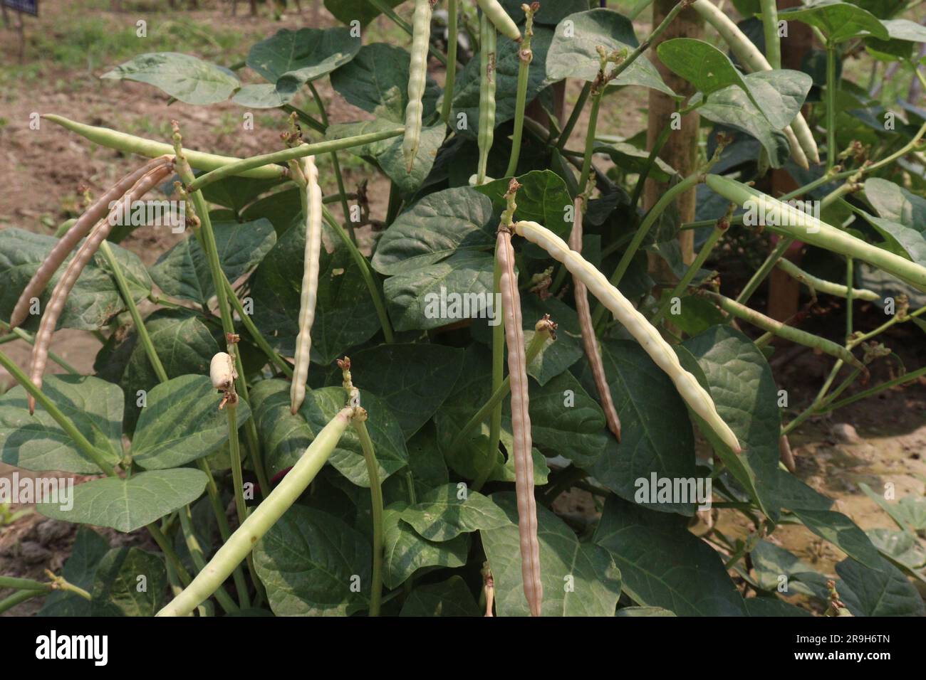 ripe cow pea bean on tree in farm for harvest are cash crops Stock