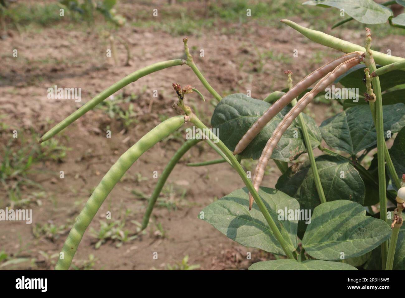 ripe cow pea bean on tree in farm for harvest are cash crops Stock