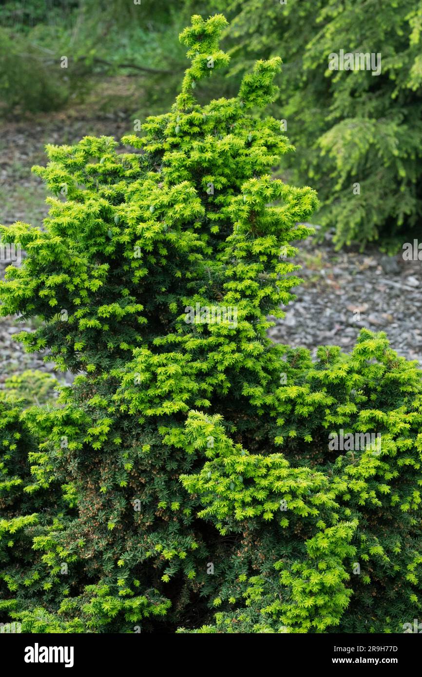 Canadian Hemlock, Tsuga canadensis, Tree, Tsuga canadensis 'Minuta' Stock Photo