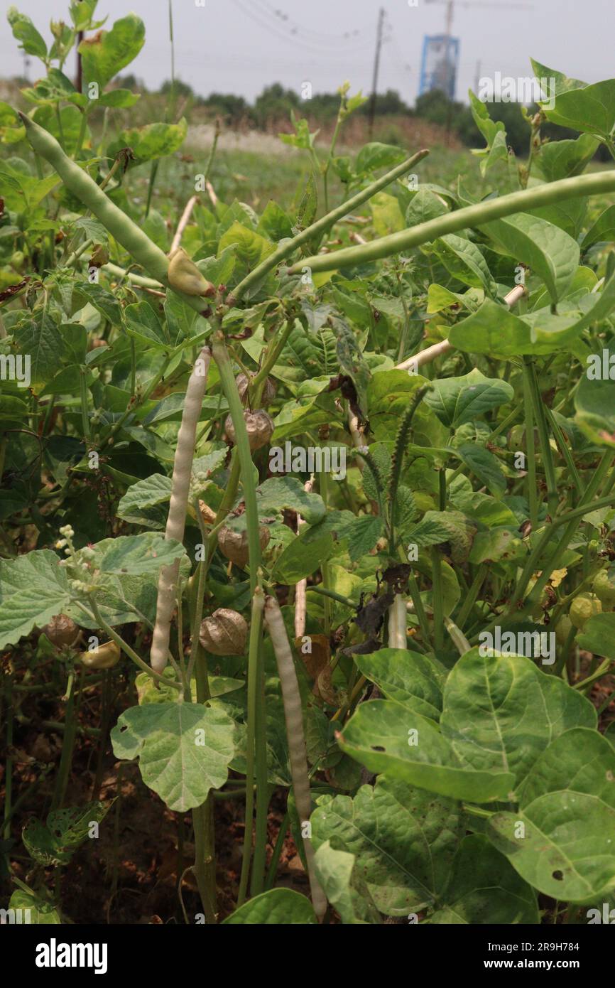 ripe cow pea bean on tree in farm for harvest are cash crops Stock