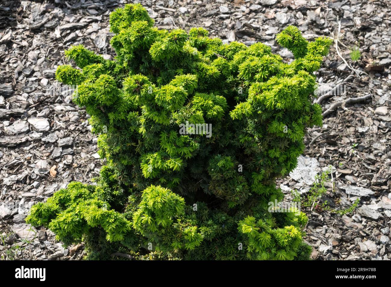 Evergreen, Garden, Hemlock, Tsuga canadensis "Jervis" Stock Photo