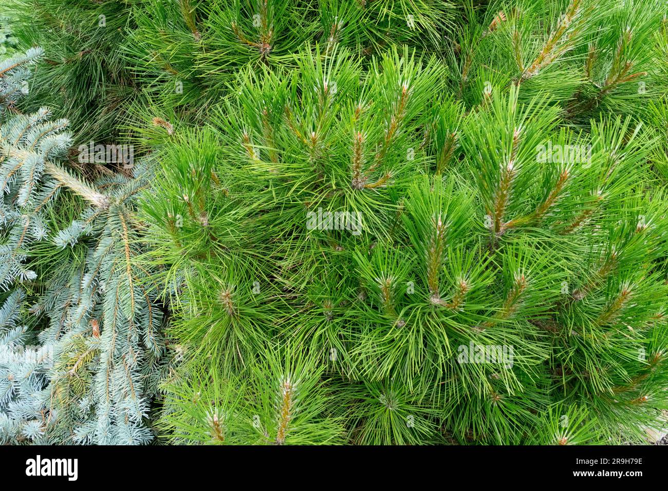 Pinus nigra 'Nana', Black Pine, Tree Stock Photo