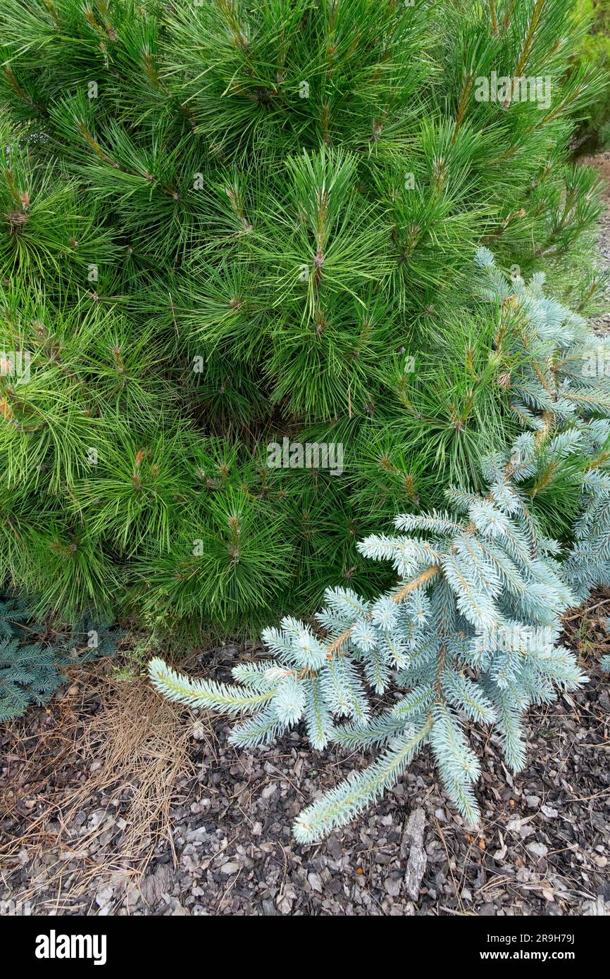 Pinus nigra 'Nana', European Black Pine Stock Photo