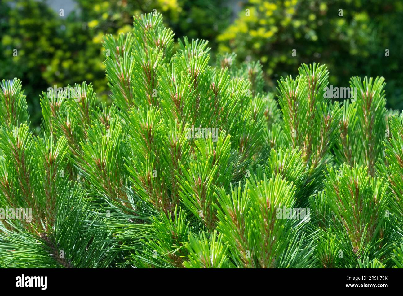 Pinus nigra 'Compacta', Young Needles on Branches Pinus nigra, Pine Stock Photo