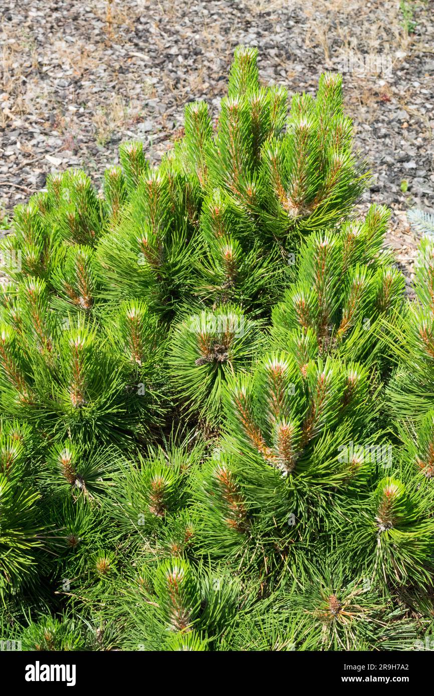Pinus nigra 'Nana Compacta' Stock Photo