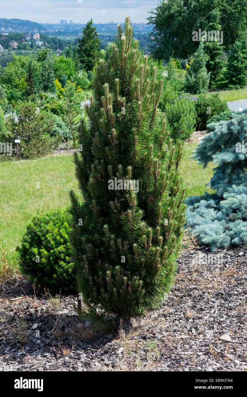 European Black Pine, Pinus nigra 'Komet' Pinus nigra garden Stock Photo