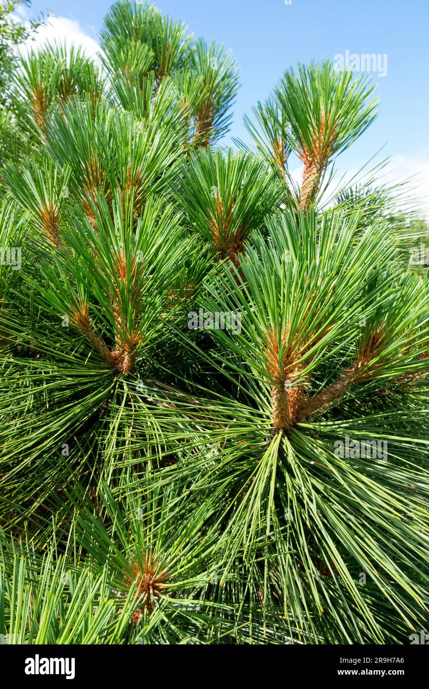 Jeffrey Pine Pinus jeffreyi 'Joppi' Stock Photo