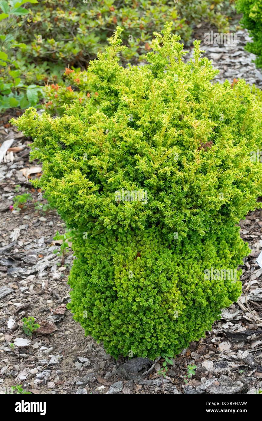 Cryptomeria japonica 'Vilmoriniana', Japanese cedar Stock Photo