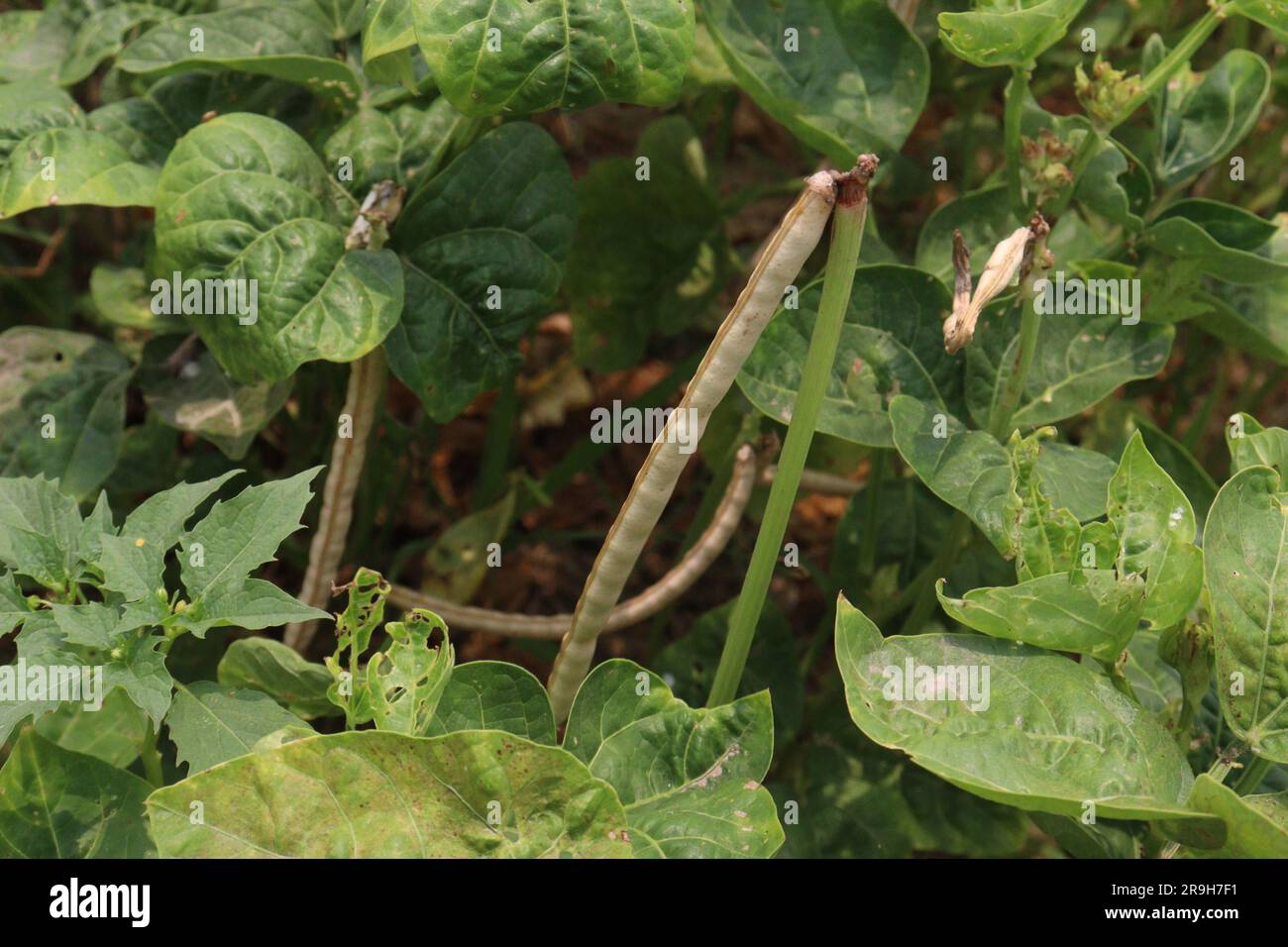 ripe cow pea bean on tree in farm for harvest are cash crops Stock