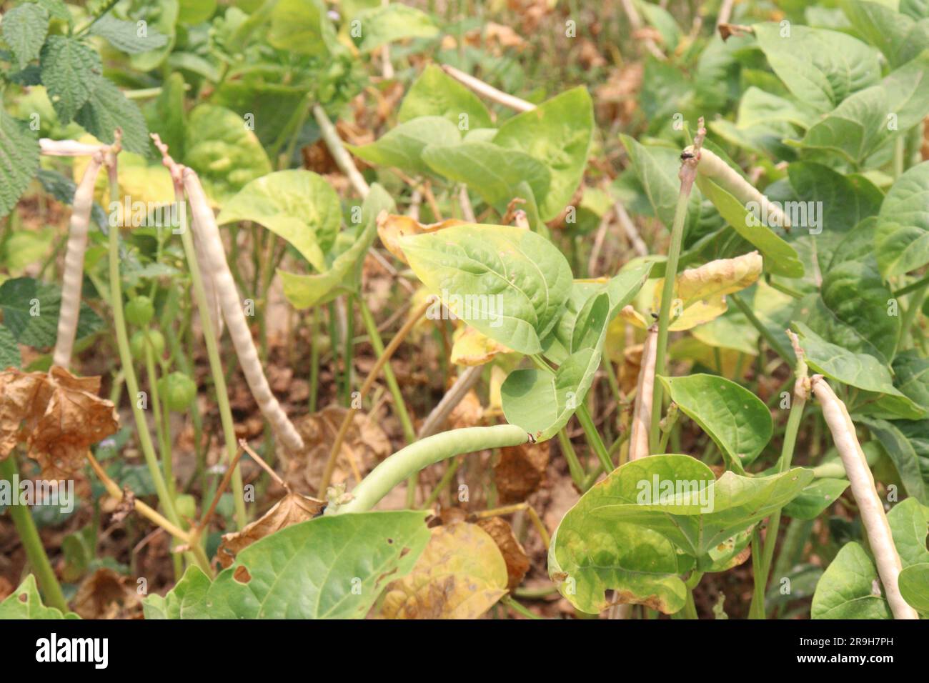 ripe cow pea bean on tree in farm for harvest are cash crops Stock
