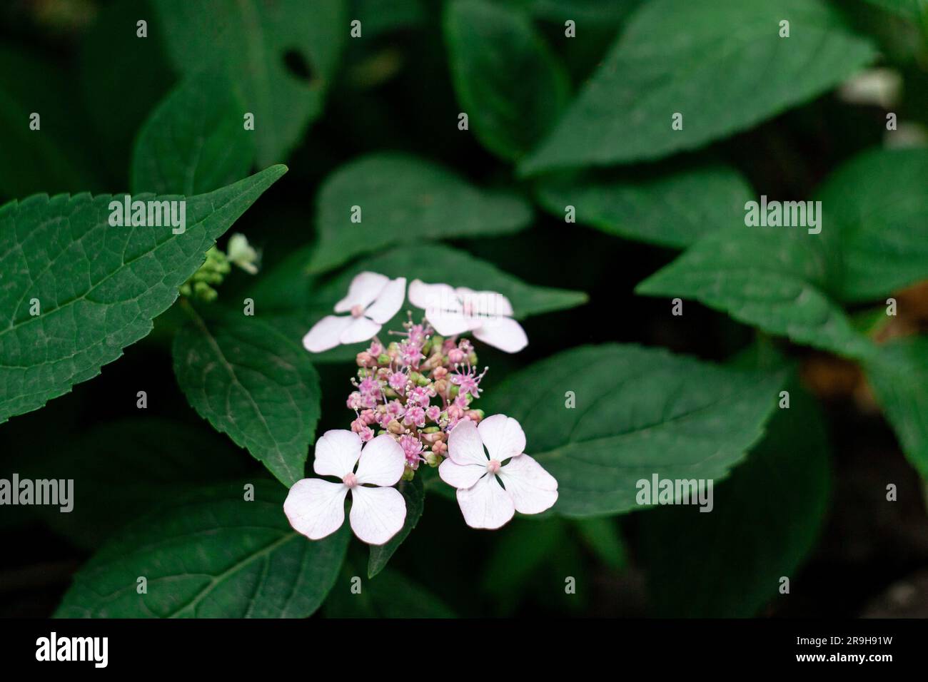 Close up flowers of Mountain Hydrangea Hydrangea serrata. Stock Photo