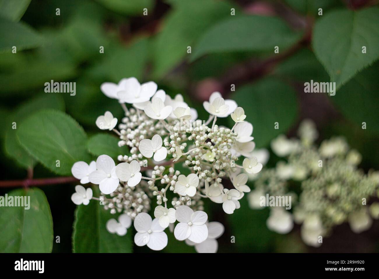 Close up flowers of Hydrangea paniculata. Summer flowers Stock Photo ...