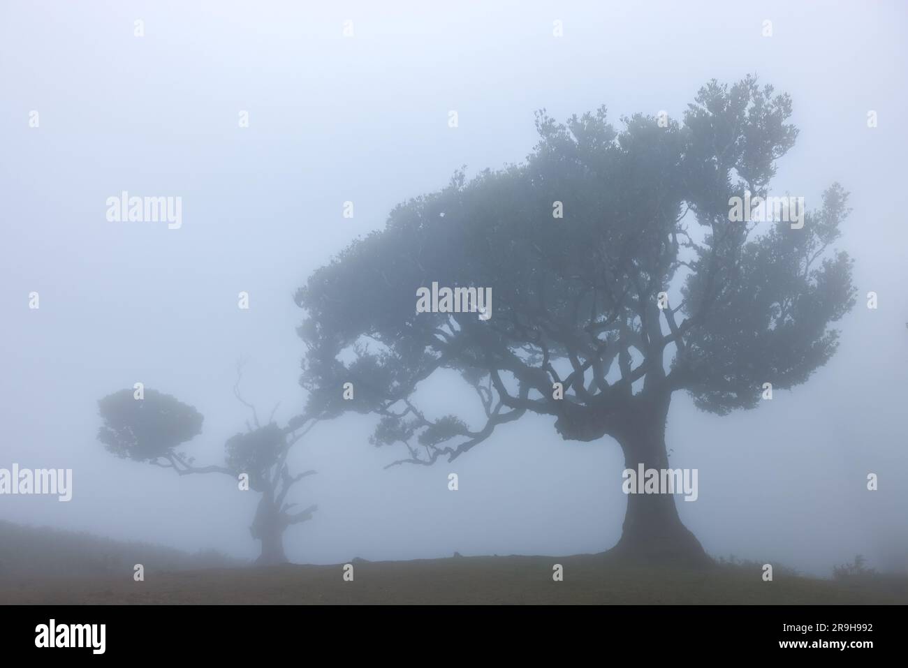 Fanal forest , old mystical tree in Madeira island, Unesco Stock Photo Alamy
