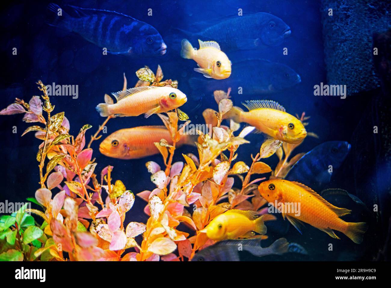 Little home aquarium with colored glofishes on table and black background  Stock Photo - Alamy