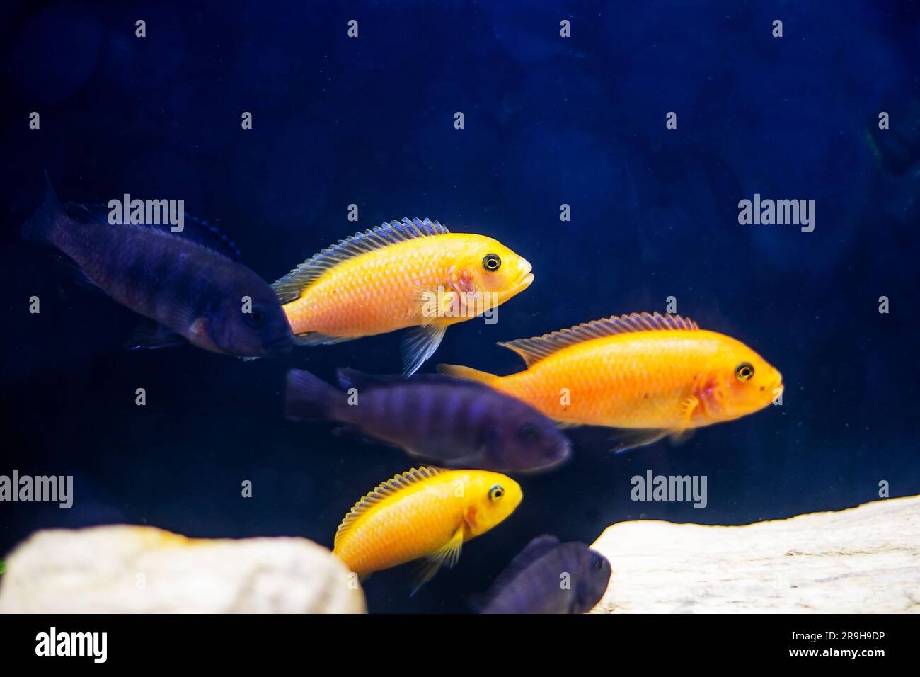 flock of yellow fish Danio glofish and Pseudotropheus swim in the aquarium. Stock Photo