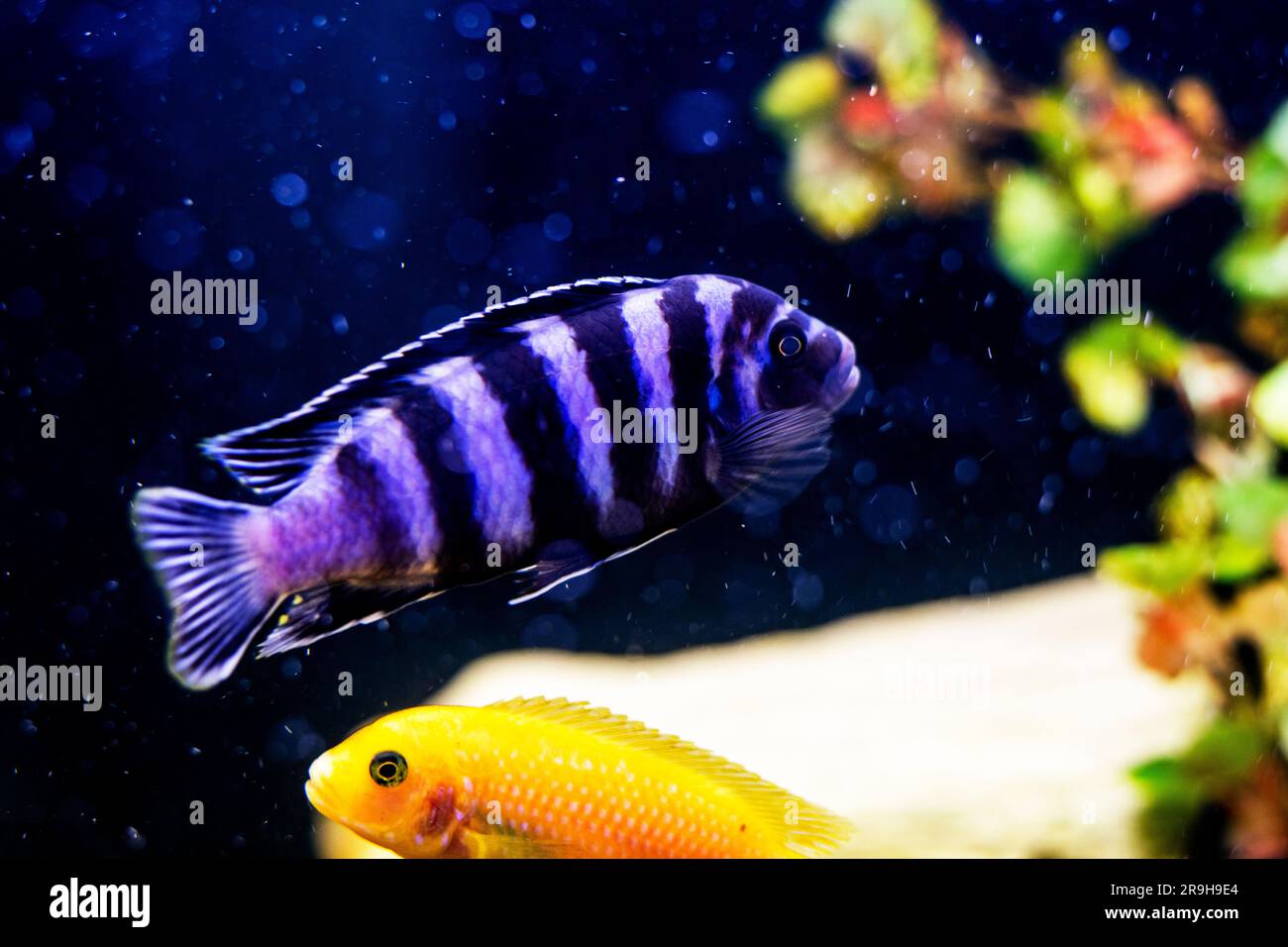 fish with purple stripes Pseudotropheus swims in the aquarium Stock Photo
