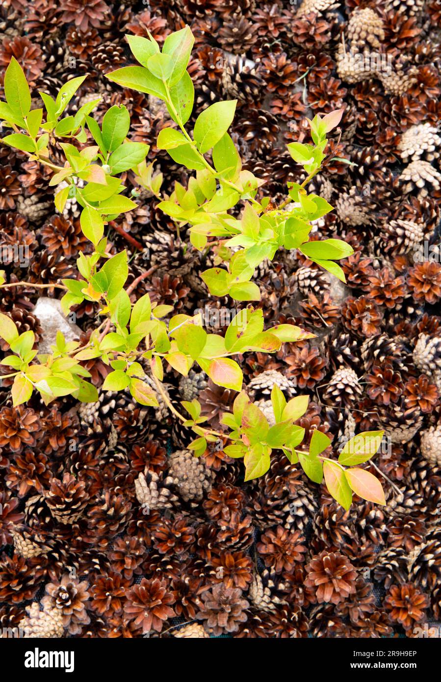 Blueberry bush( Vaccinium corymbosum) at home garden with pine cone