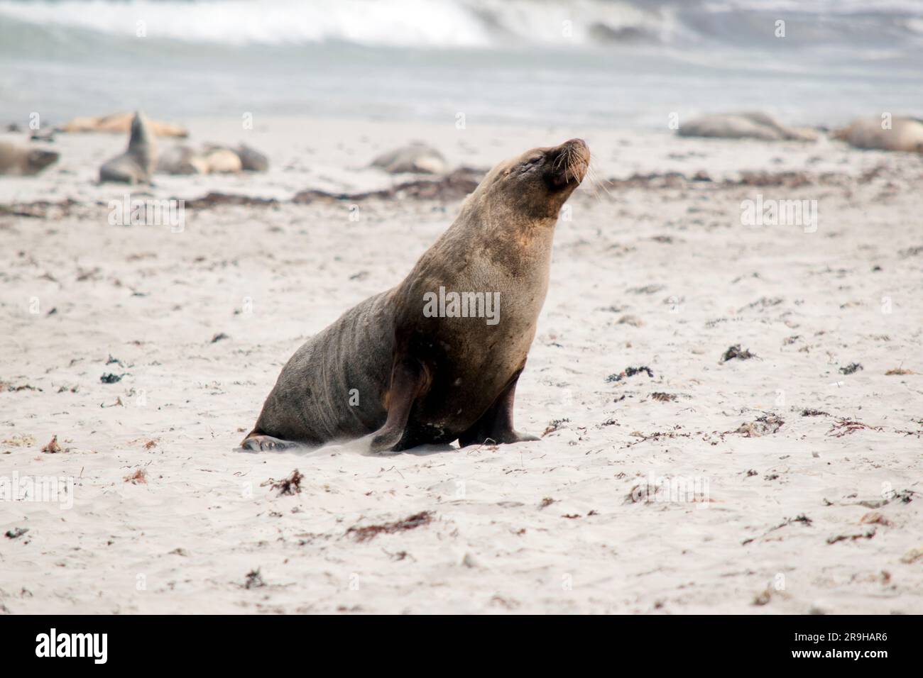 the male sea lion is a darker grey with white or golden hair on top Stock Photo