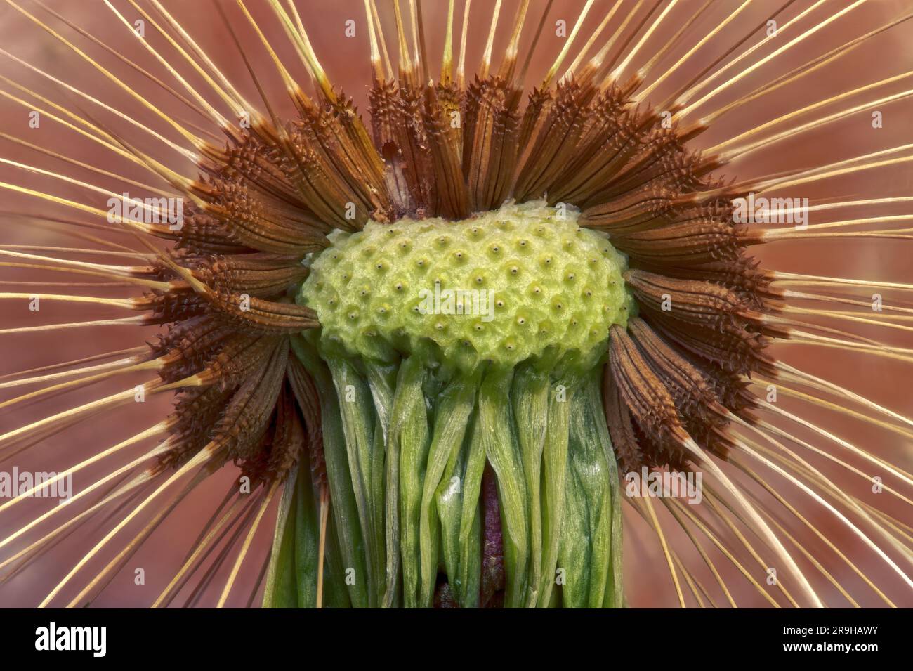 Close up dandelion seeds (Taxaracum officinale). Macro focus stacking Stock Photo