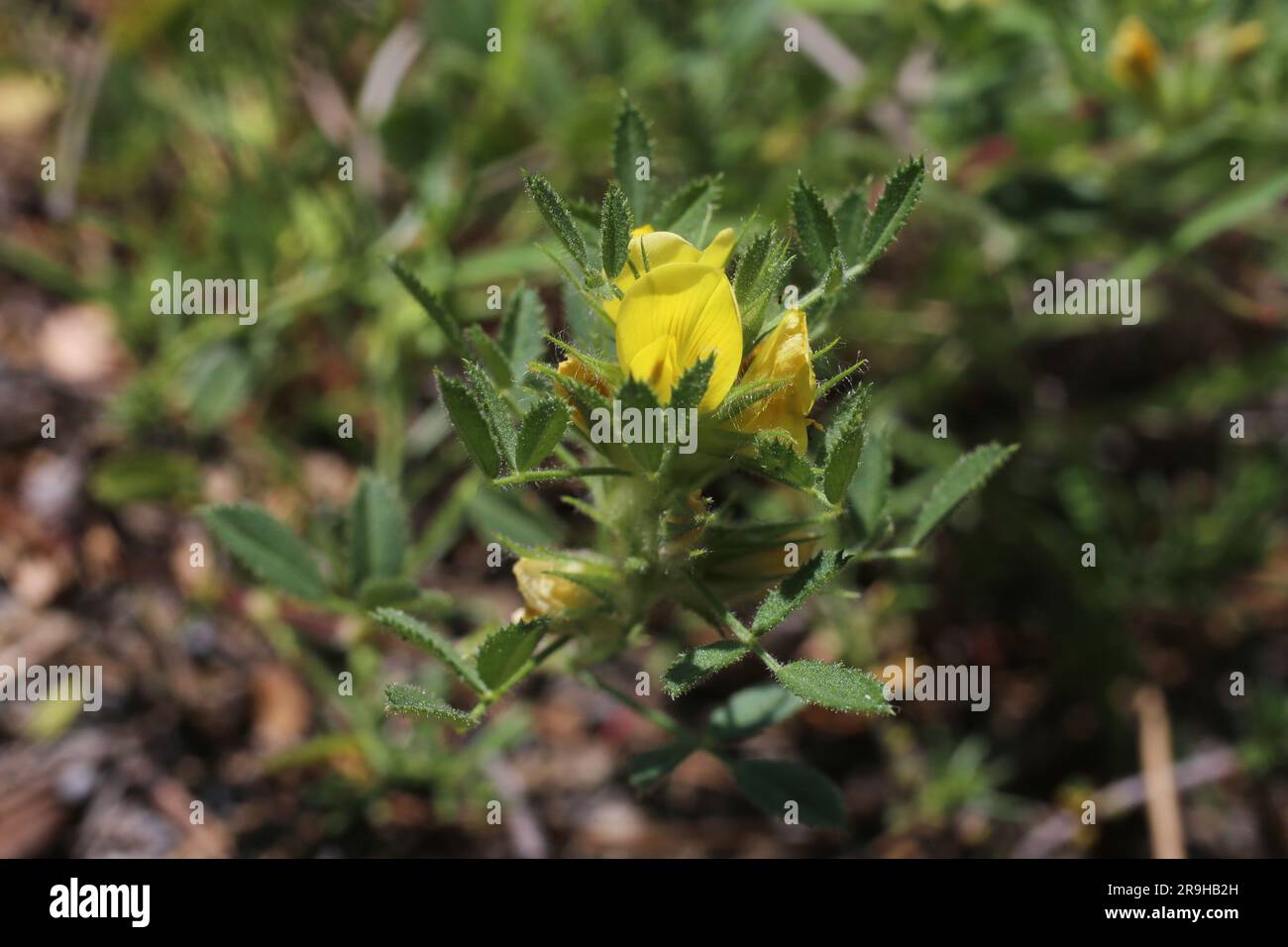 Ononis pusilla, Fabaceae. Wild plant shot in summer. Stock Photo