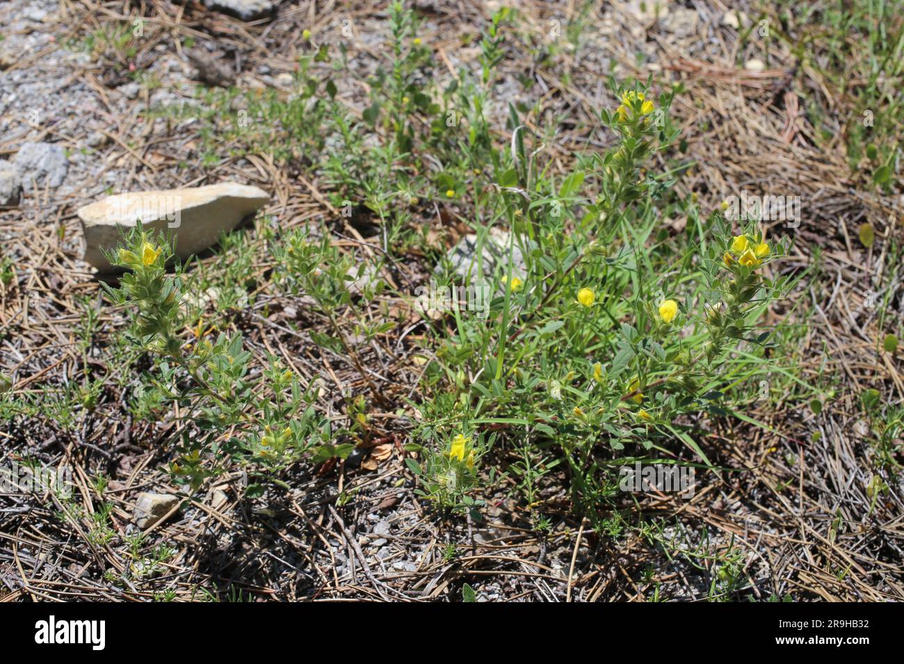 Ononis pusilla, Fabaceae. Wild plant shot in summer. Stock Photo