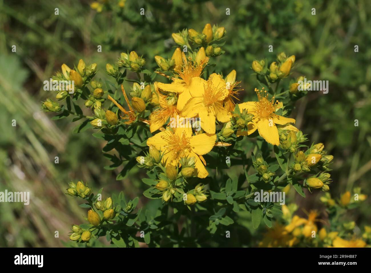 Hypericum perforatum, Clusiaceae. Wild plant shot in summer. Stock Photo