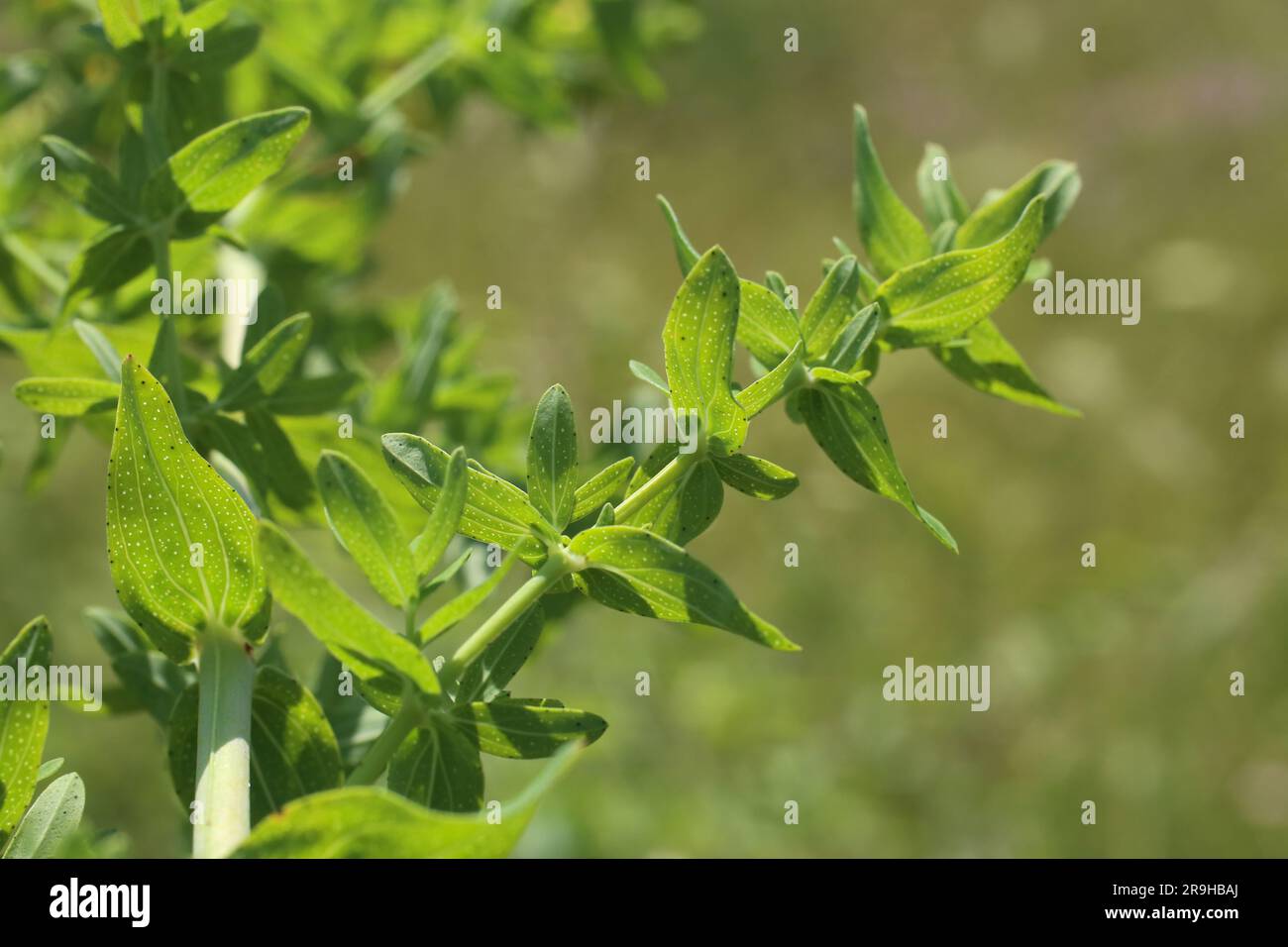 Hypericum perforatum, Clusiaceae. Wild plant shot in summer. Stock Photo