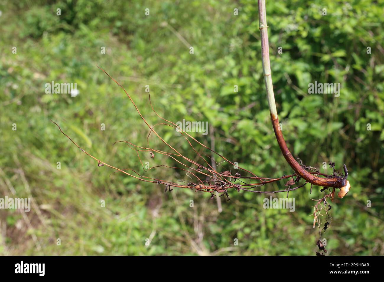 Hypericum perforatum, Clusiaceae. Wild plant shot in summer. Stock Photo