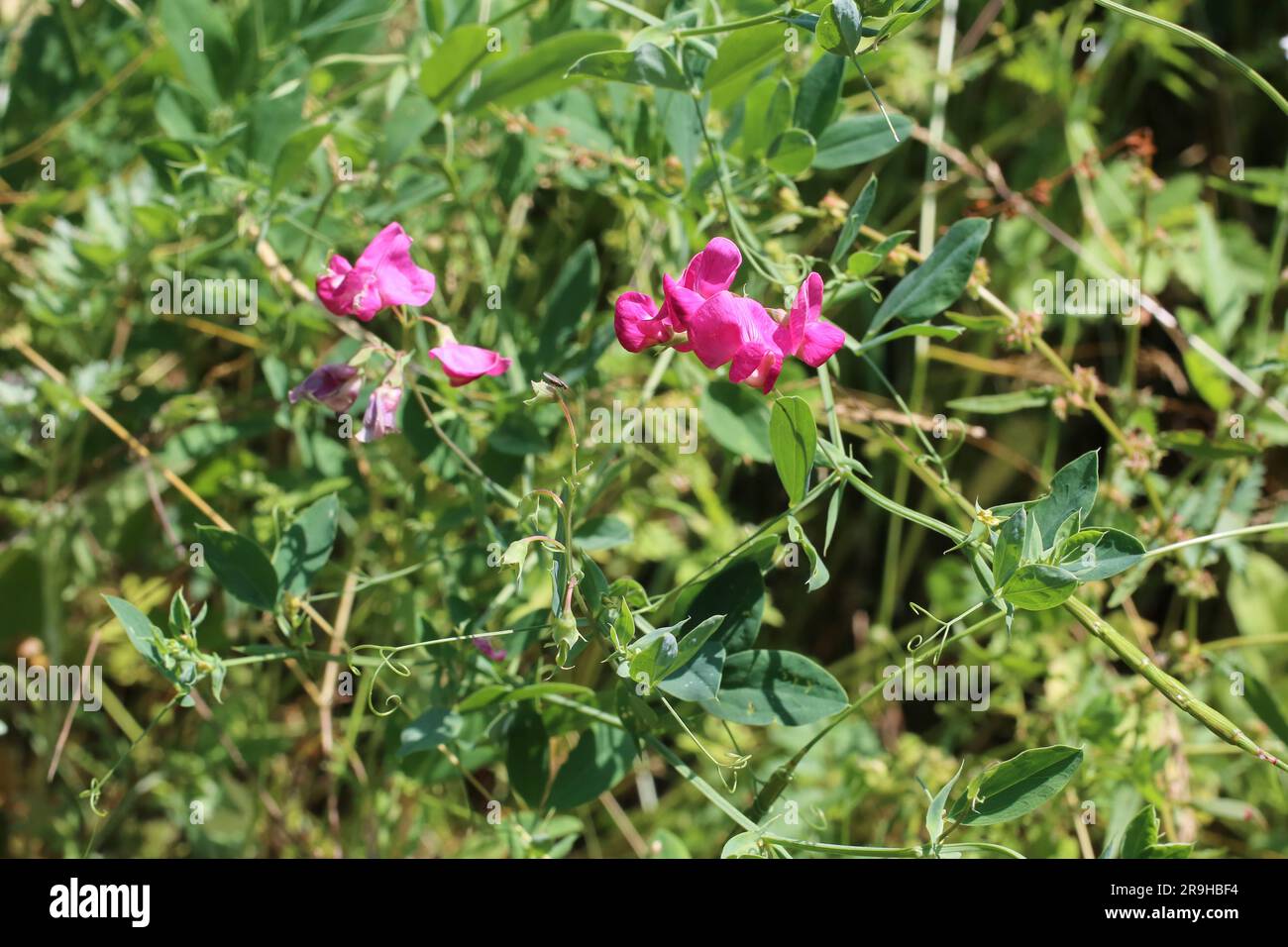 Lathyrus tuberosus, Fabaceae. Wild plant shot in summer. Stock Photo